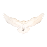 HARRY POTTER OWL POST WALL DECORE EDVIGE STATUA DA MURO NOBLE COLLECTIONS