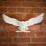 HARRY POTTER OWL POST WALL DECORE EDVIGE STATUA DA MURO NOBLE COLLECTIONS