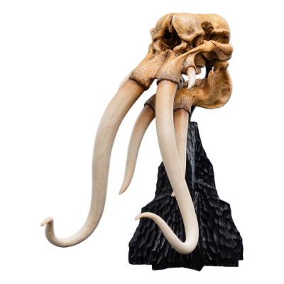 WETA THE LORD OF THE RINGS SKULL OF A MUMAK REPLICA 15CM