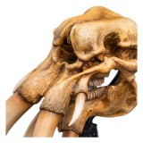 IL SIGNORE DEGLI ANELLI LORD OF THE RINGS SKULL OF A MUMAK REPLICA 15CM WETA