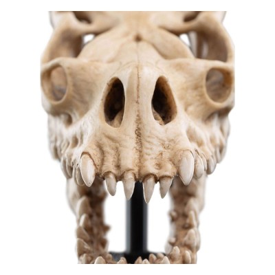 IL SIGNORE DEGLI ANELLI LORD OF THE RINGS SKULL OF A FELL BEAST REPLICA 21CM WETA